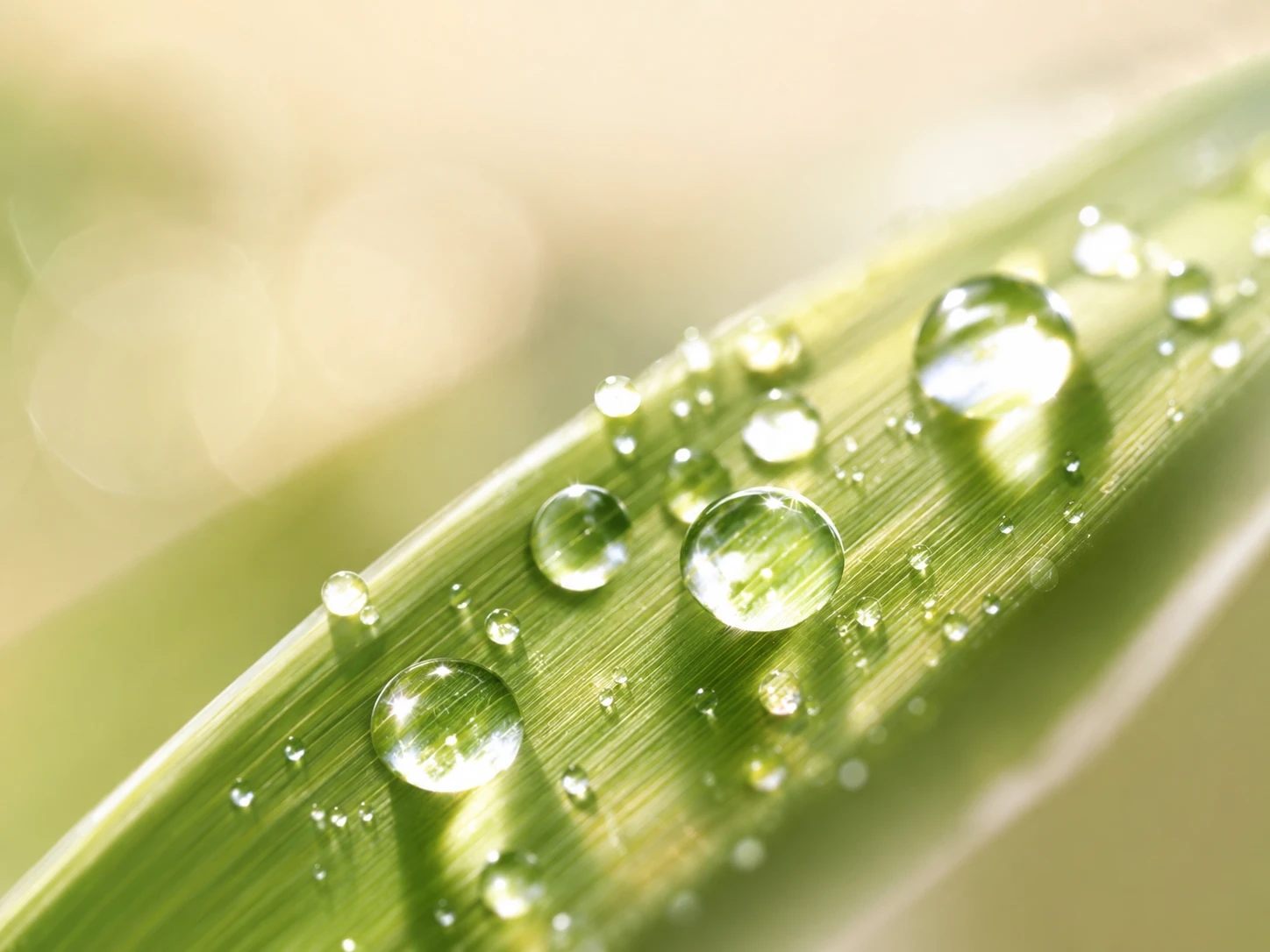 梅雨:湿気と肌の、古い貸し借り